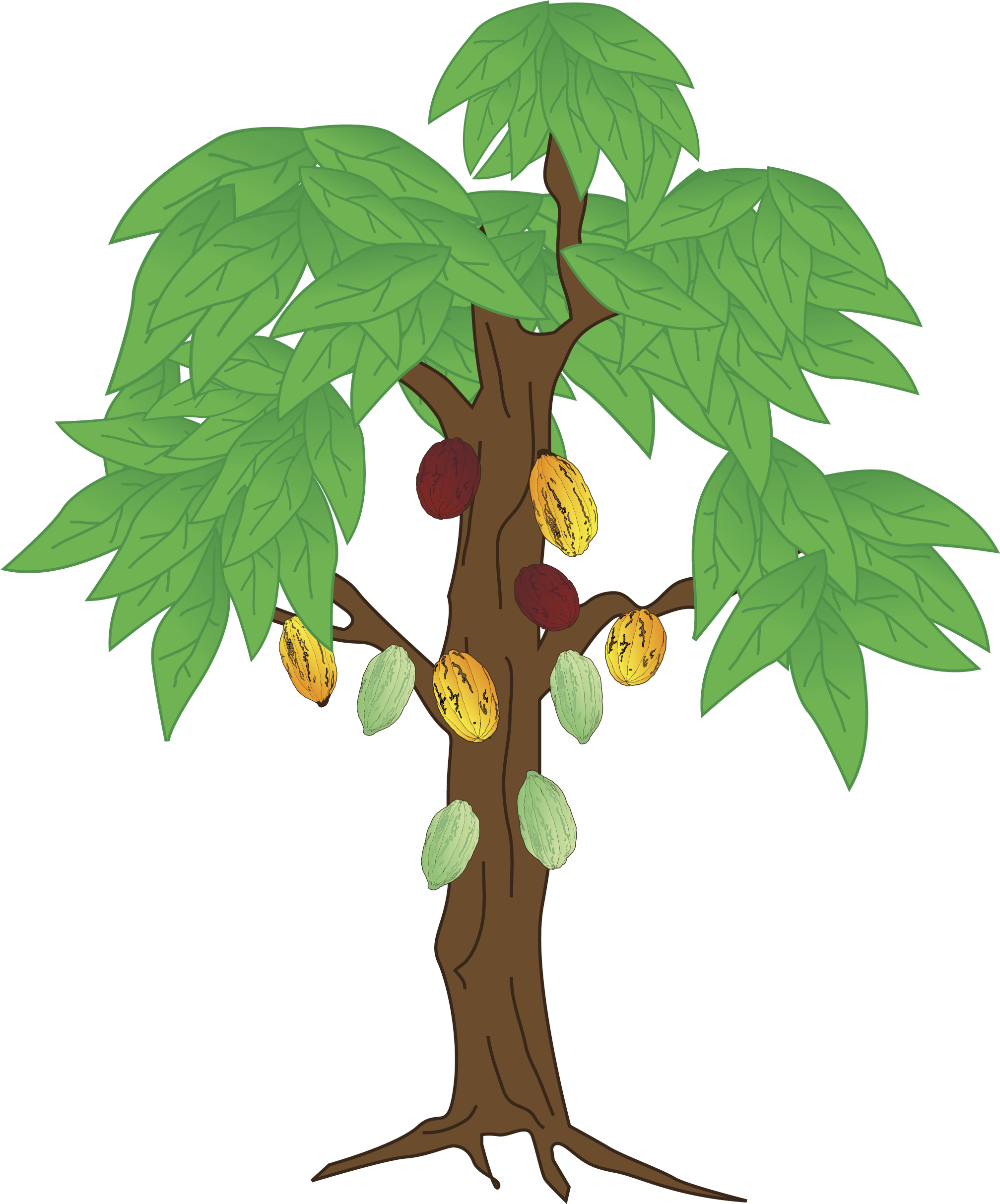 Download 2550 X 3300 2 - Planta De Cacao Para Dibujar - Full Size PNG