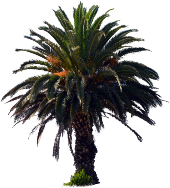 Download 1098 X 727 5 - Palm Oil Tree Png - Full Size PNG Image - PNGkit