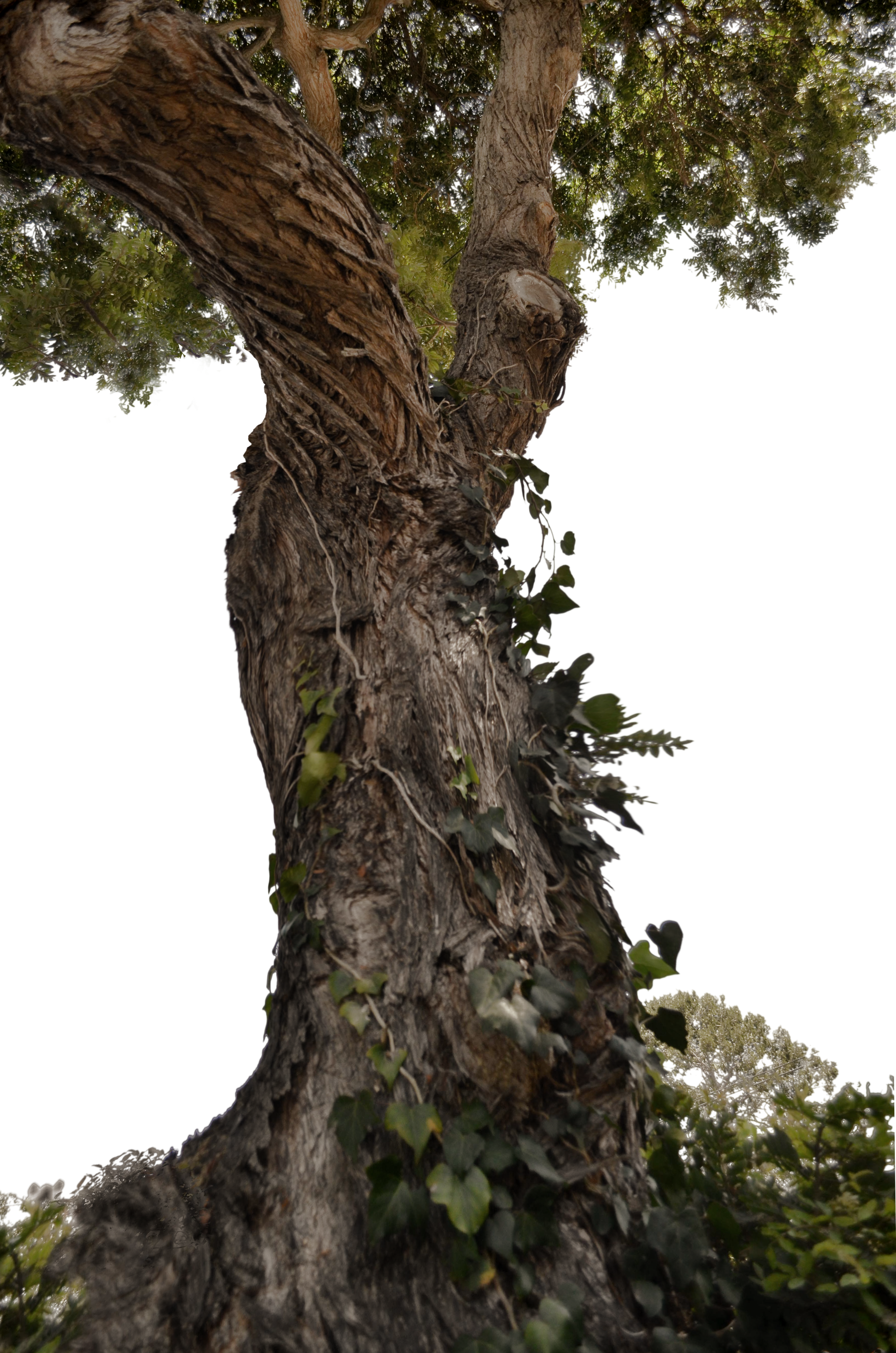 Tree Trunk Png (3264x4928), Png Download