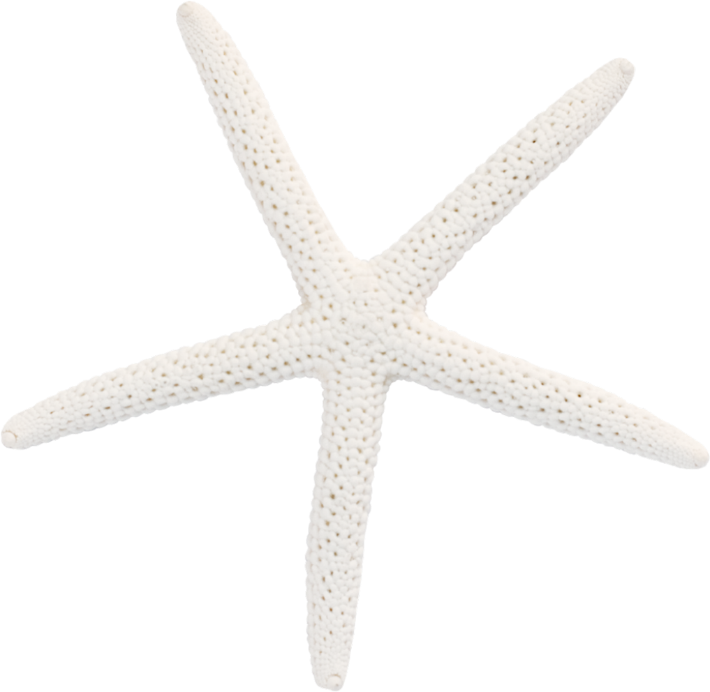 1024 X 998 7 - Starfish (1024x998), Png Download