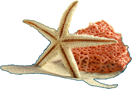 Starfish-1170x400 - Starfish (1170x400), Png Download
