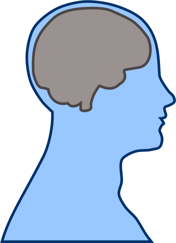 Brain Human Man - Thalamus And Frontal Lobe (600x830), Png Download