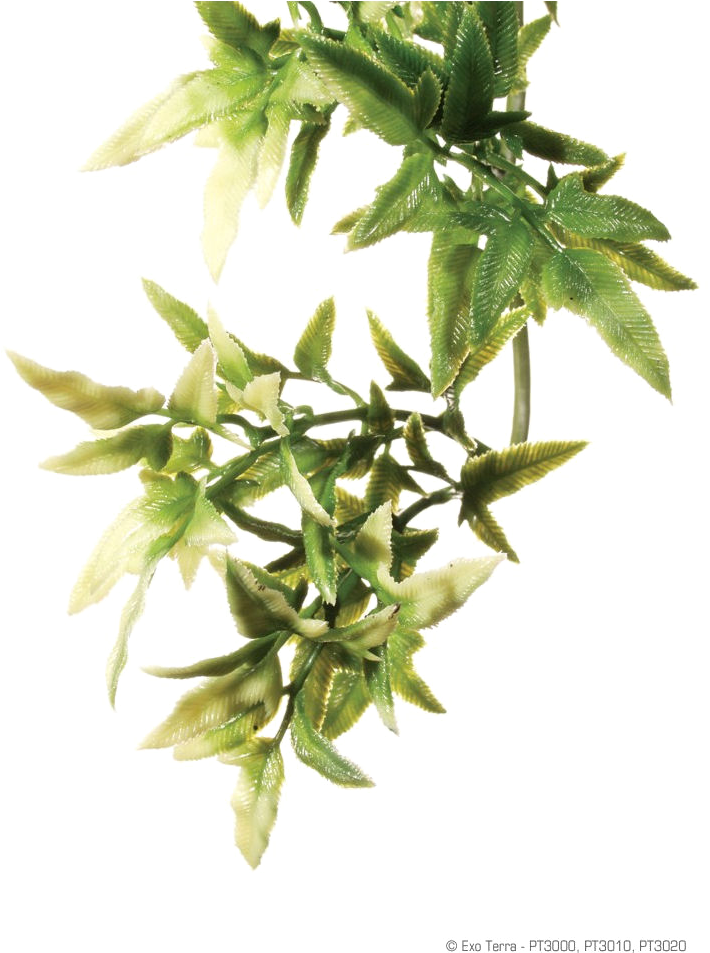 Rainforest Transparent Images - Plante Croton (1500x1052), Png Download