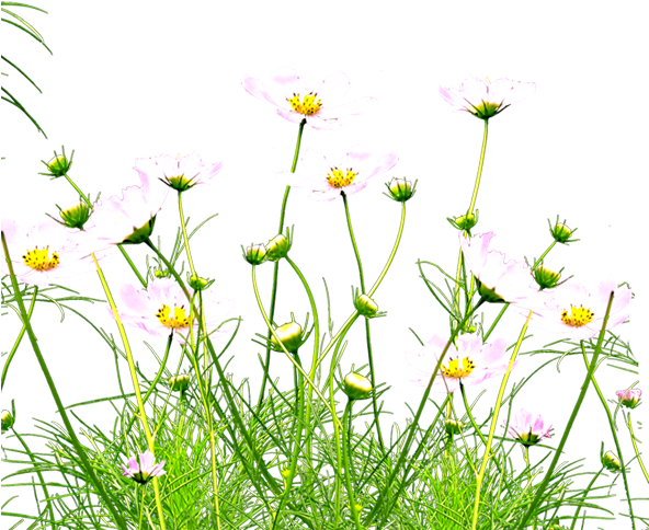 Wild Yellow Flowers Png (591x591), Png Download