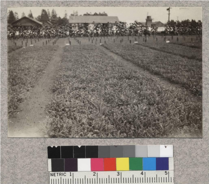 1-1 Redwood Transplants At Fort Bragg Nursery - Monochrome (800x700), Png Download