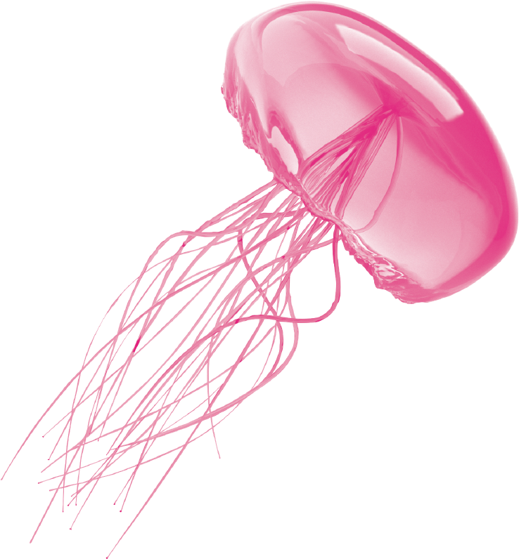 Jellyfish Transparent Background - Transparent Background Jellyfish Transparent (738x796), Png Download