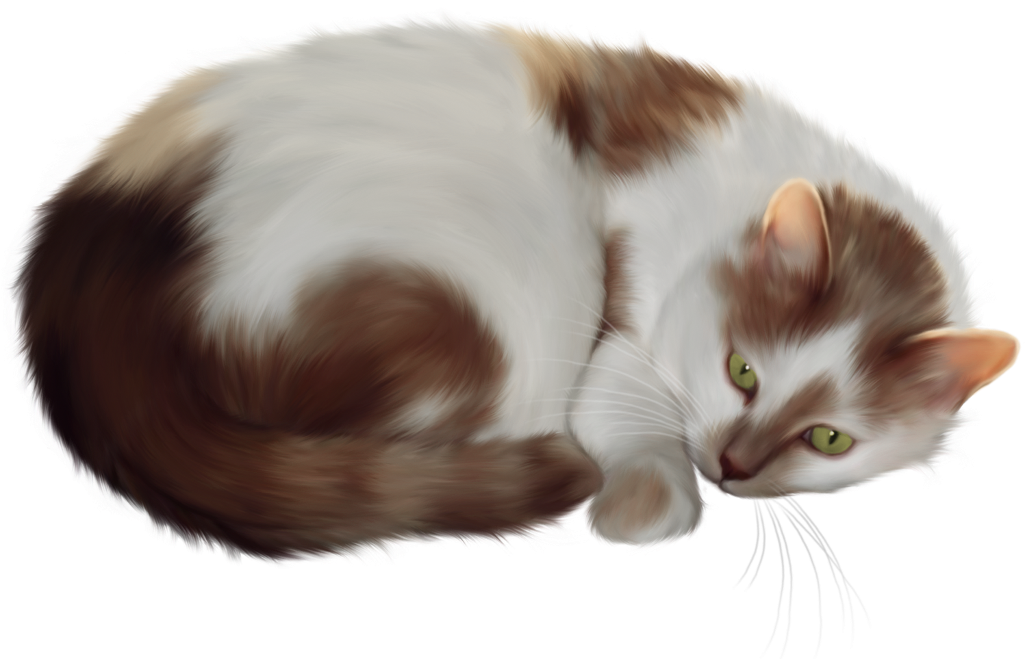 Transparent Cat Clipart - Transparent Background Cat Clipart (1549x1002), Png Download