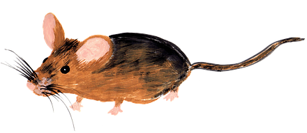 Mouse, Watercolor, Isolated, Handpainted - Watercolor Painting (452x340), Png Download
