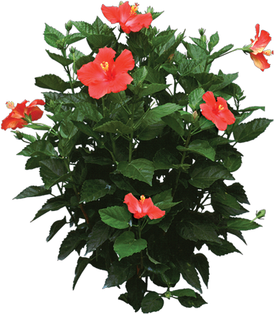Photo Of A Hibiscus Rosa Plant - Hibiscus Plant Png (400x457), Png Download