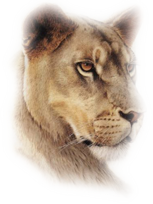 Misted-lion - Lioness Tattoo (300x400), Png Download