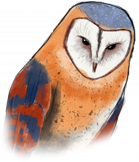 [wip] Low-poly Island - Barn Owl (480x560), Png Download