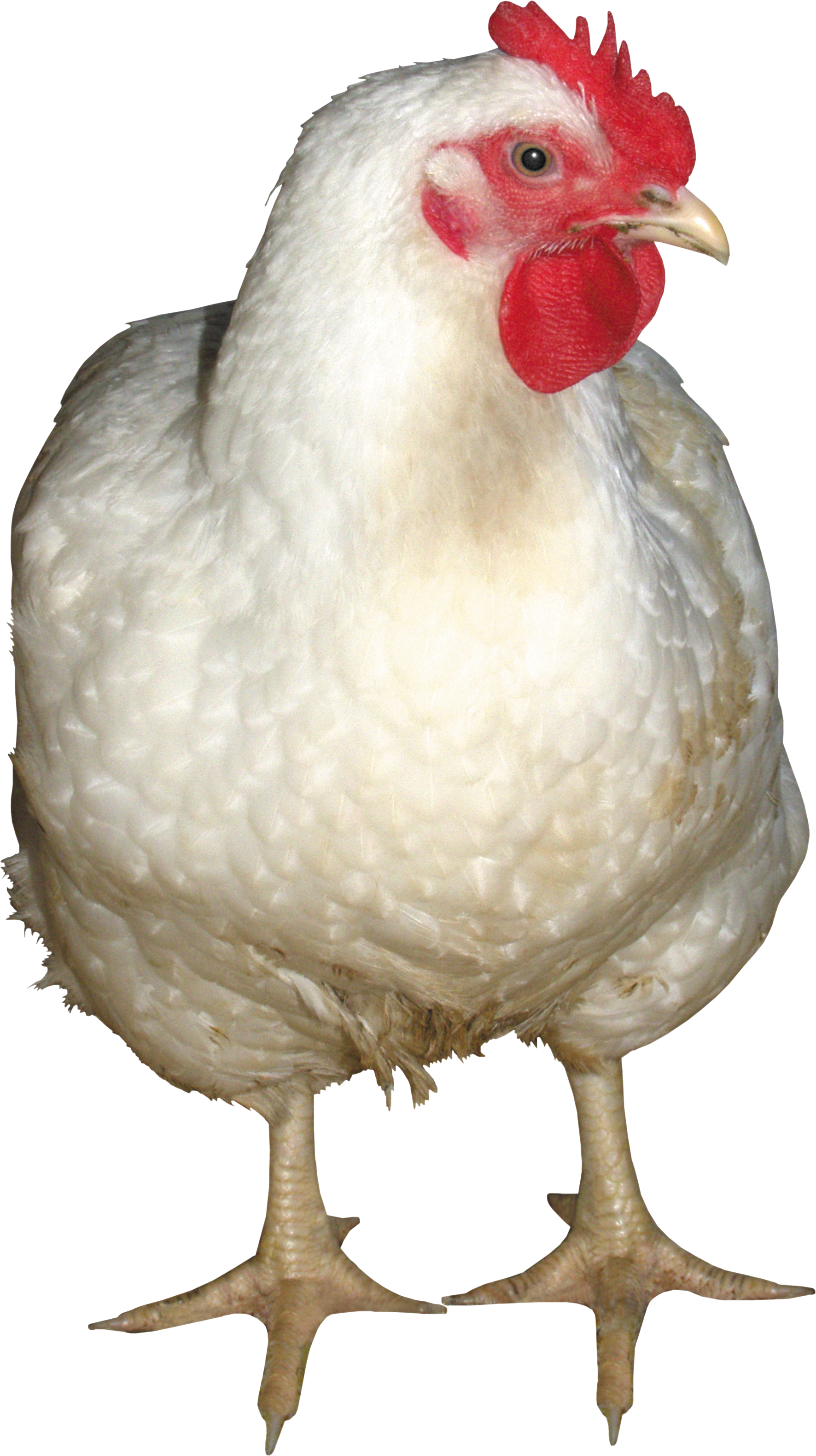 White Chicken Png Image - Chicken Png (1772x3161), Png Download