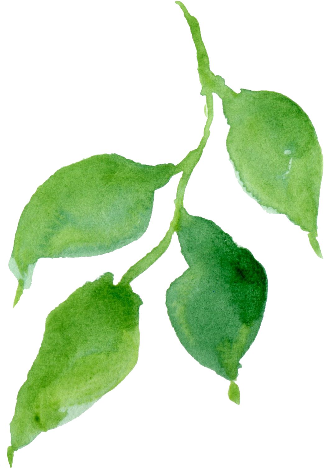 Watercolour - Hop Hornbeam (1341x1888), Png Download