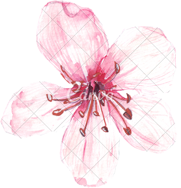 Hand Drawing Of Watercolour Pink Flower - Watercolor Painting (769x800), Png Download