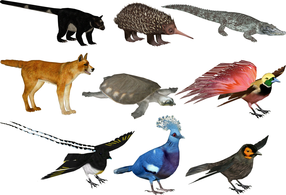 Interesting Islands- New Guinea Animals - Zt2 New Guinea (1107x756), Png Download