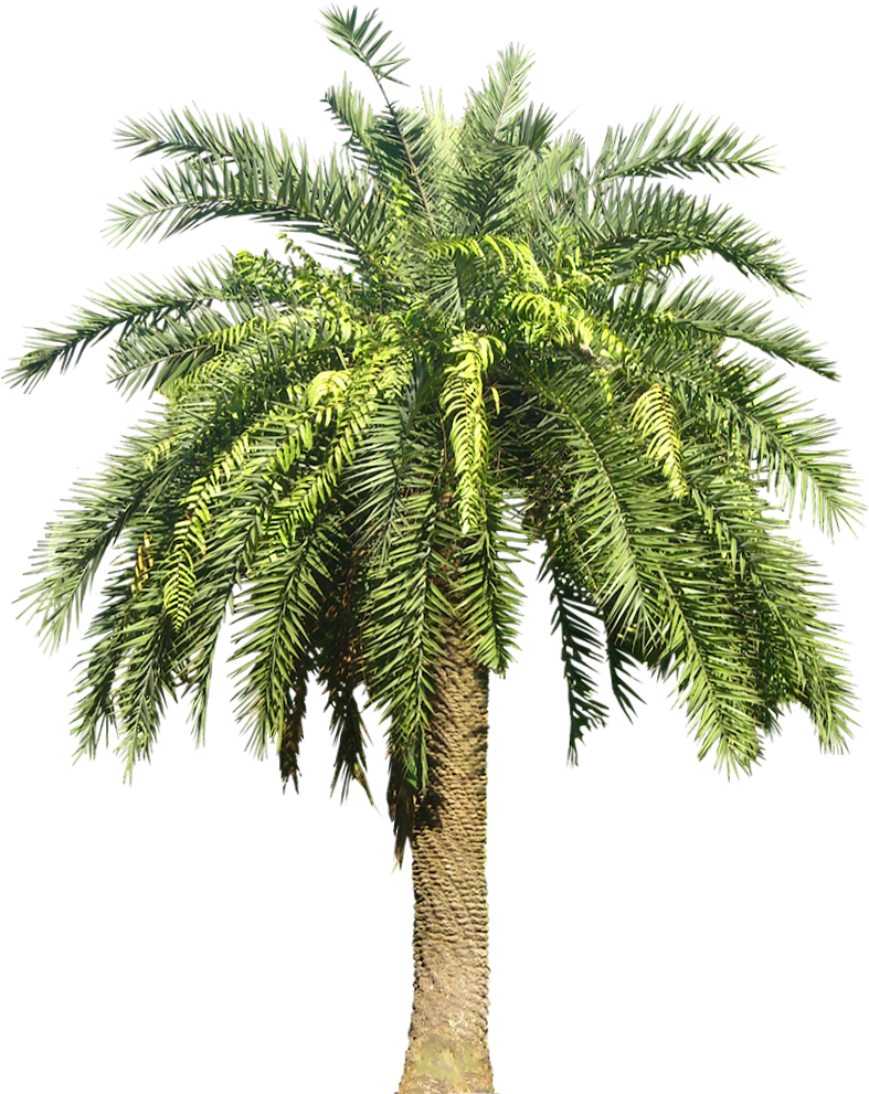 Palm Plant Png - Date Palm Tree Png (811x1005), Png Download