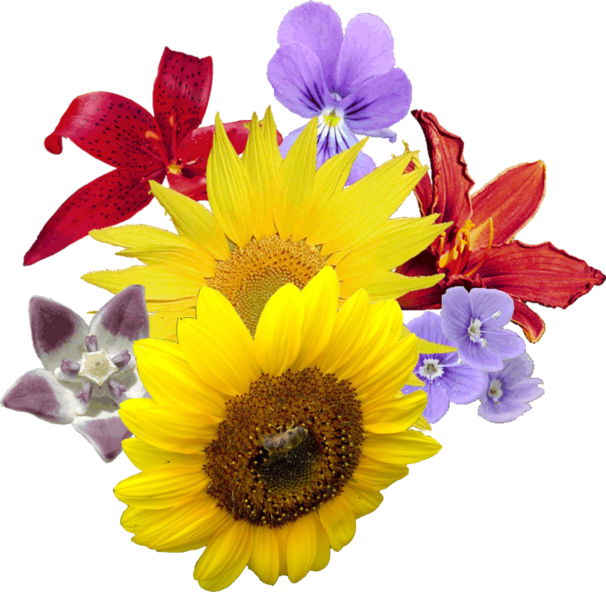 Single Sun Flower Png - Flower Png (1600x1600), Png Download