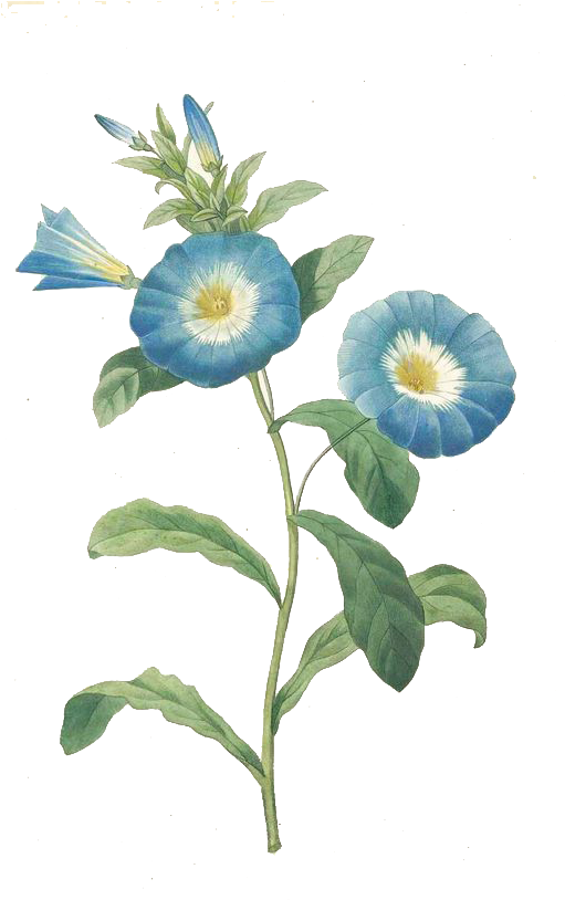 Trumpet Vine Png - Botanical Flower Blue Png (510x924), Png Download
