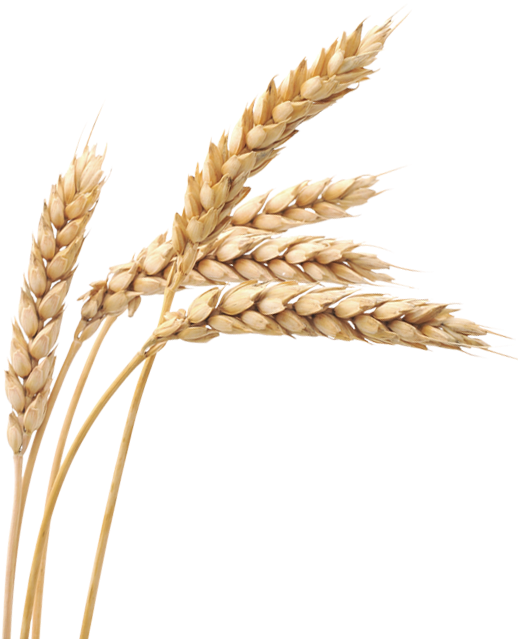 Free Png Images Wheat Png - Wheat Png (480x630), Png Download