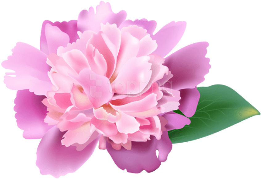 Peony Transparent Cherry Blossom - Clip Art Peony Flower (600x409), Png Download