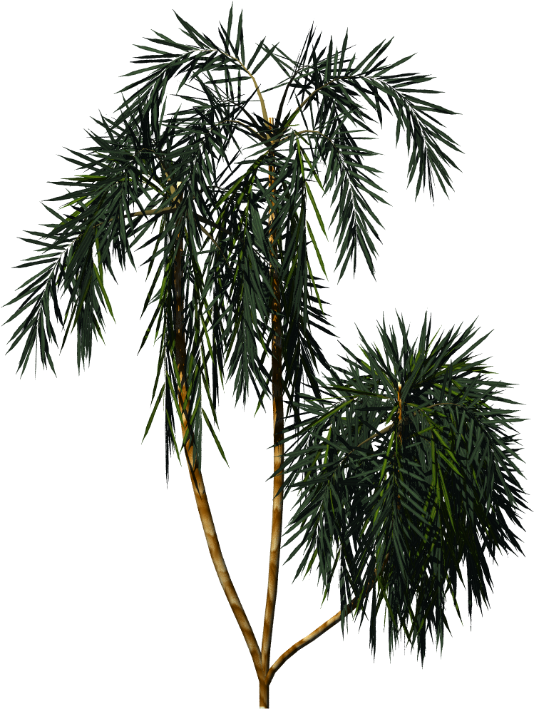 Acai Palm - Açaí Palm (1024x1024), Png Download