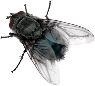 Insects - Fly Png (445x355), Png Download