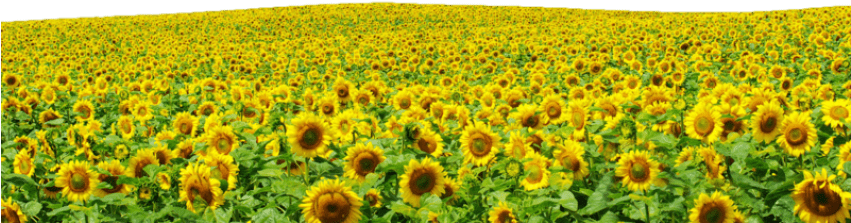 Sunflowers Png File - Hình Cánh Đồng Hoa (800x500), Png Download