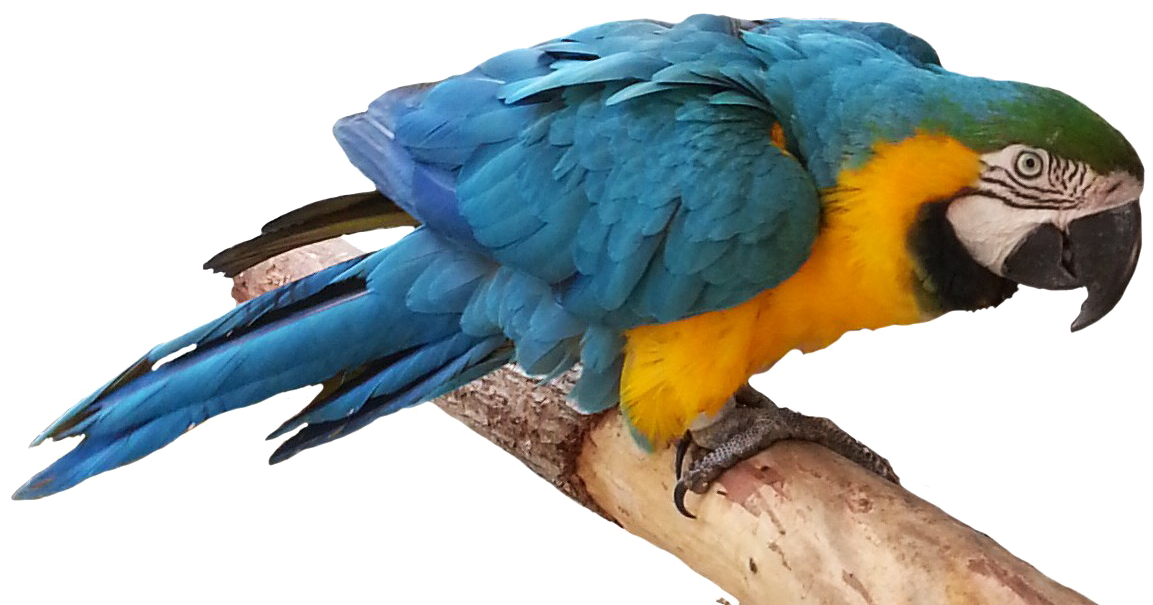 Download Blue Parrot Png Free Download Arara Png Full Size PNG