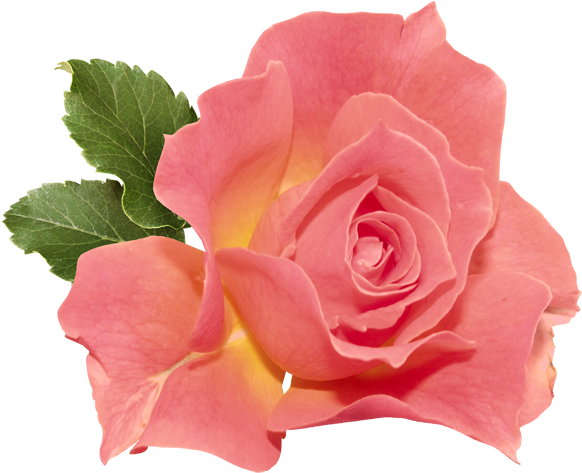 Orange Rose Png Clipart - Double Flared Plug Acrylic Tunnels & Plugs (600x515), Png Download