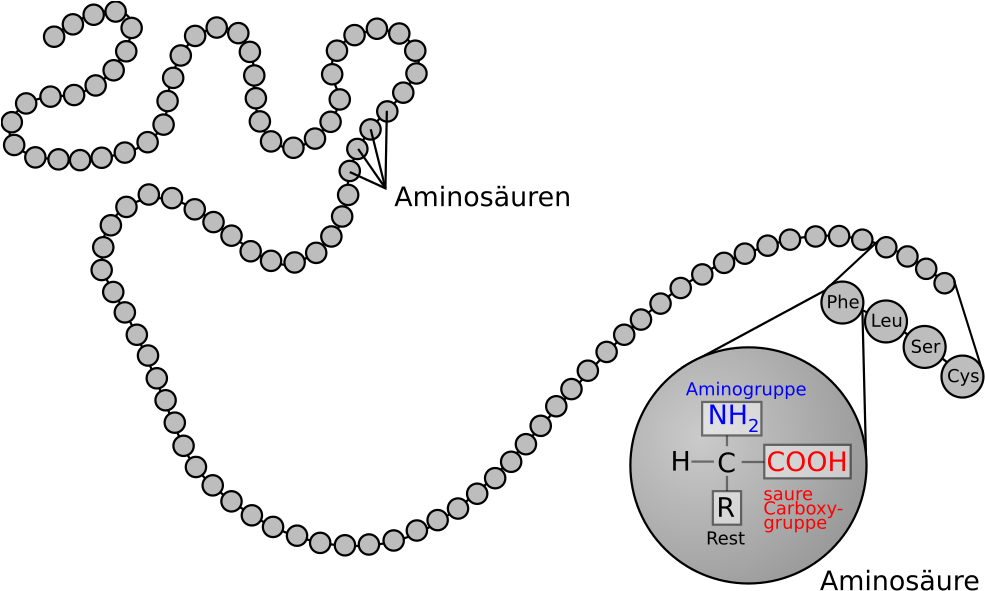 Weird Chains - Protein Structure (1000x613), Png Download
