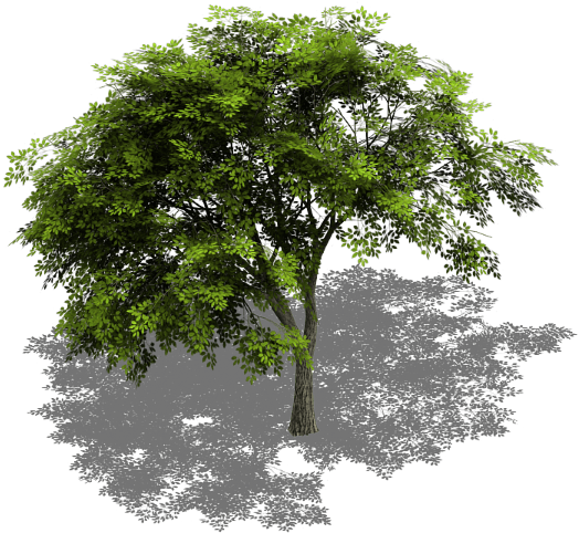 Preview - Tree Model Cinema 4d Free (591x545), Png Download