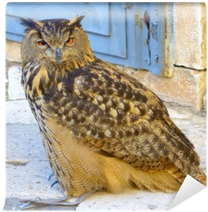 A Large European Eagle Owl Posing During A Trade Fair - Europe (400x400), Png Download