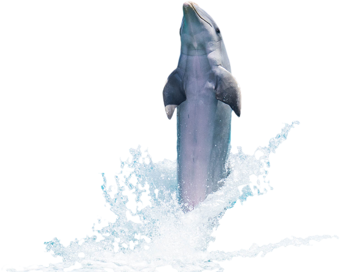 Δελφίνι, Ψάρια, Ζώο, Flipper, Θάλασσα, Ωκεανών, Κολύμπι - Dolphin Psd (1280x928), Png Download