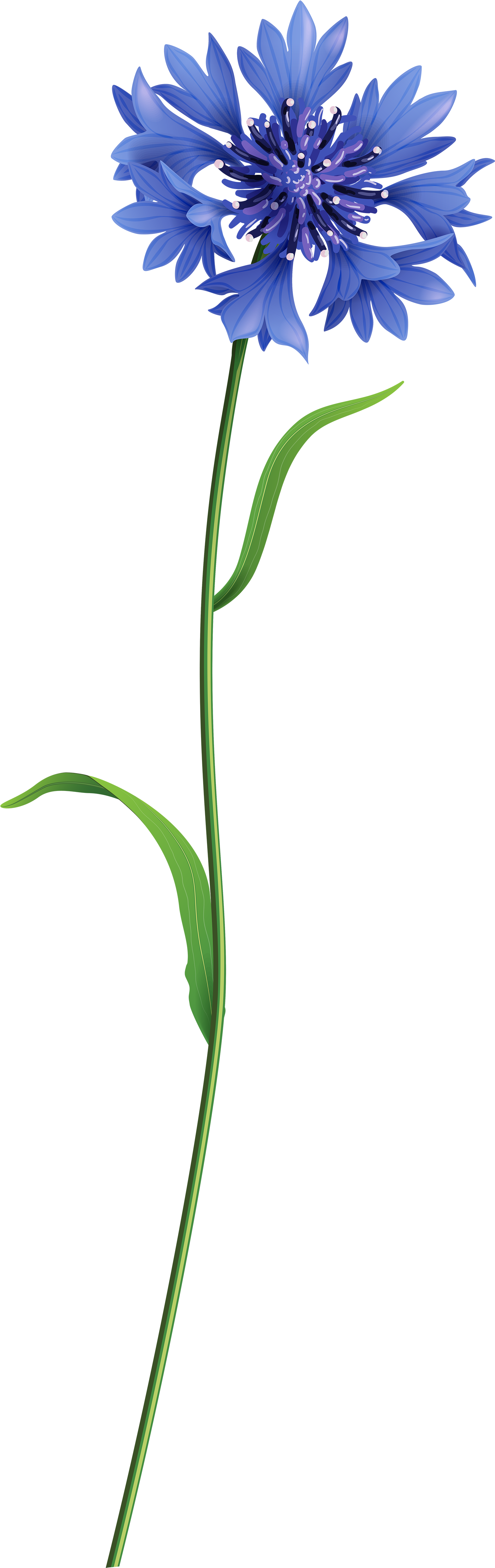 Blue Field Flower Png Clip Art Image - Field Flower Png (1681x5000), Png Download