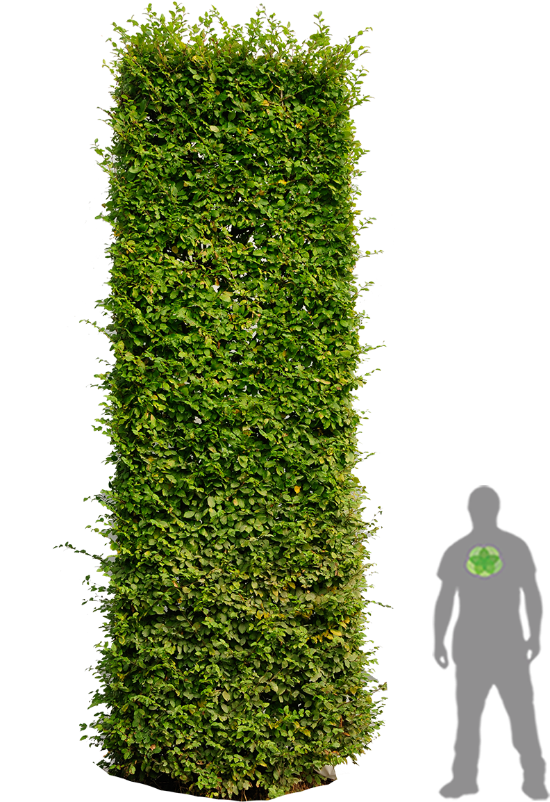 Hedges Clipart Plan - Hedges For Photoshop (900x1200), Png Download