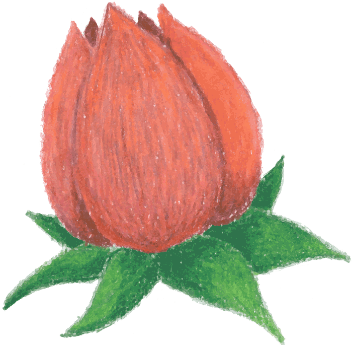 Rosebud - Flower Bud Clip Art (700x685), Png Download