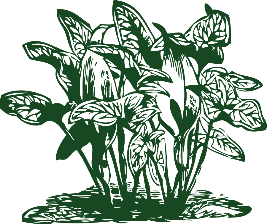 How To Set Use Tropical Plants Clipart (900x757), Png Download