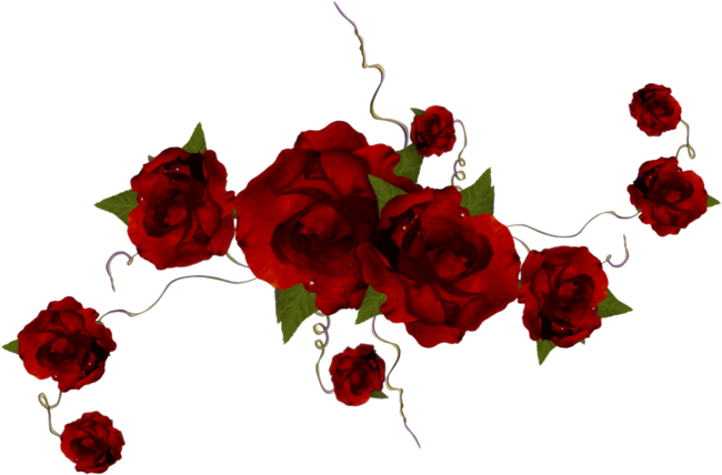 63 - Garden Roses (650x428), Png Download