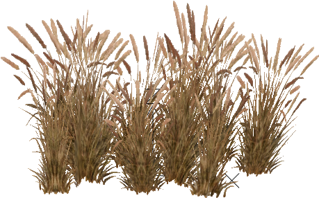 Tall Grass Png Image - Pennisetum Setaceum Png (458x458), Png Download