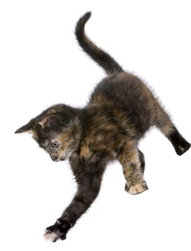 Kitten - Exceptional Names For Extraordinary Pets (609x553), Png Download