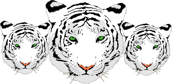 White Tiger Clipart Transparent - 3 White Tiger Png (600x292), Png Download