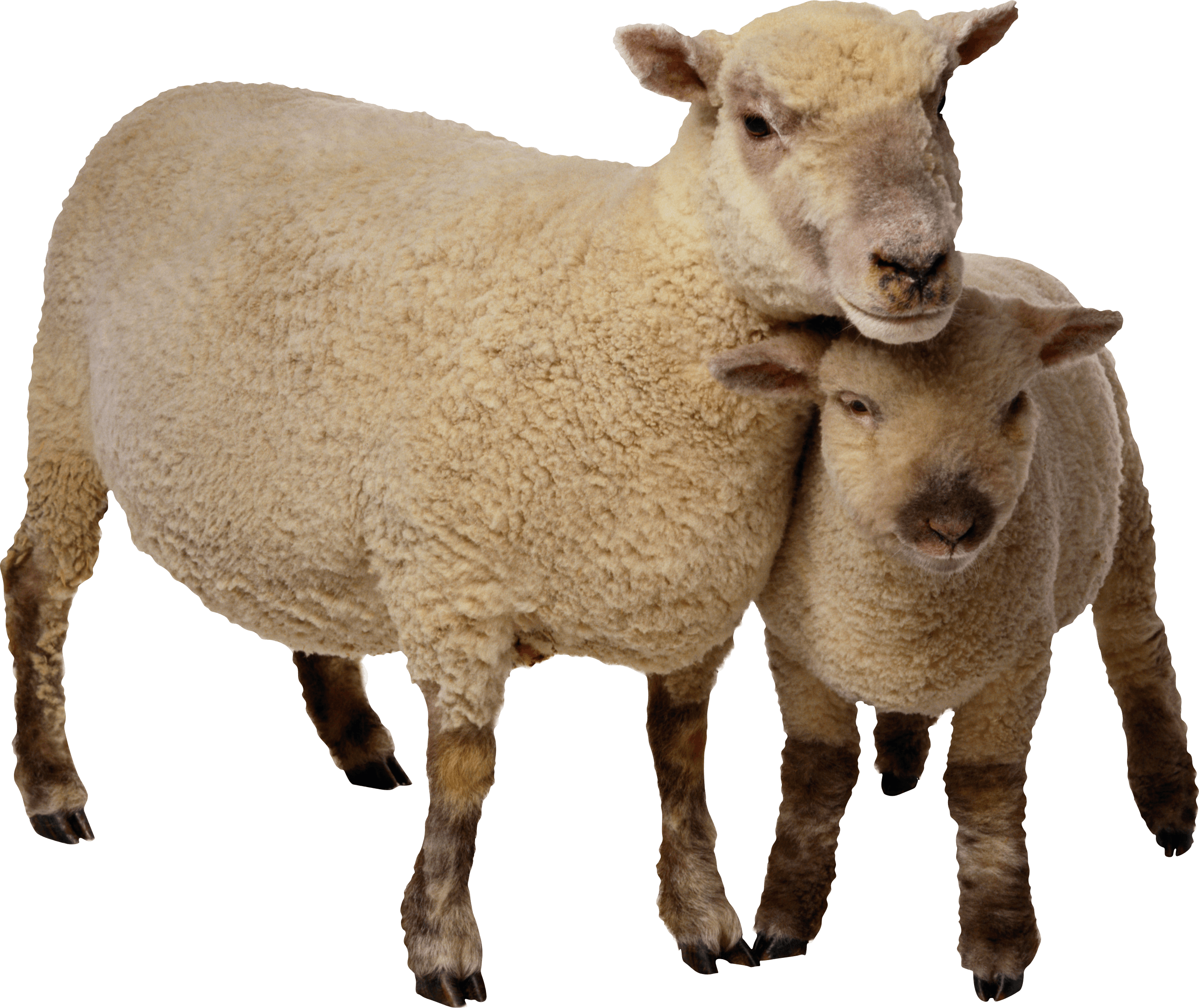 Animals - Eyelike Stickers: On The Farm [book] (2751x2313), Png Download