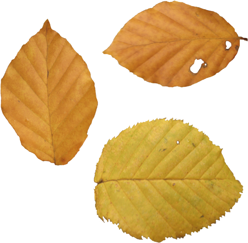 Autumn Png Leaf - Beech Leaf Autumn Png (900x900), Png Download