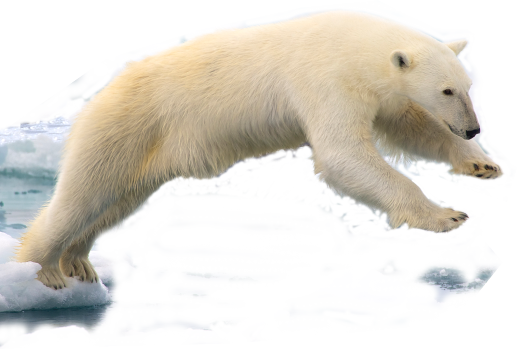 320 × 216 Pixels - Polar Bear Png (1024x692), Png Download