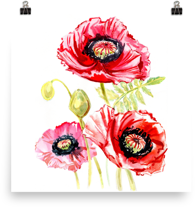 Bright And Floral Poppy Watercolour Matte Poster - Watercolor Painting (1000x1000), Png Download