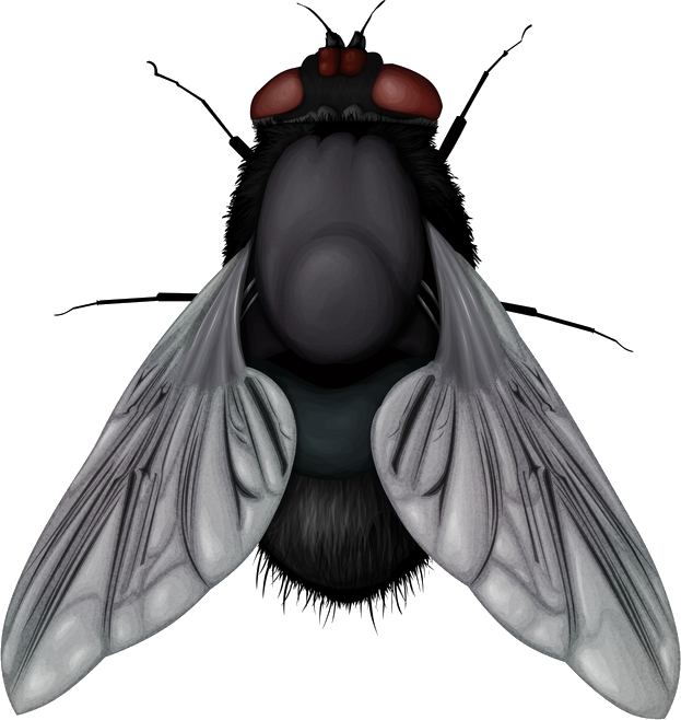 Fly Png (623x658), Png Download