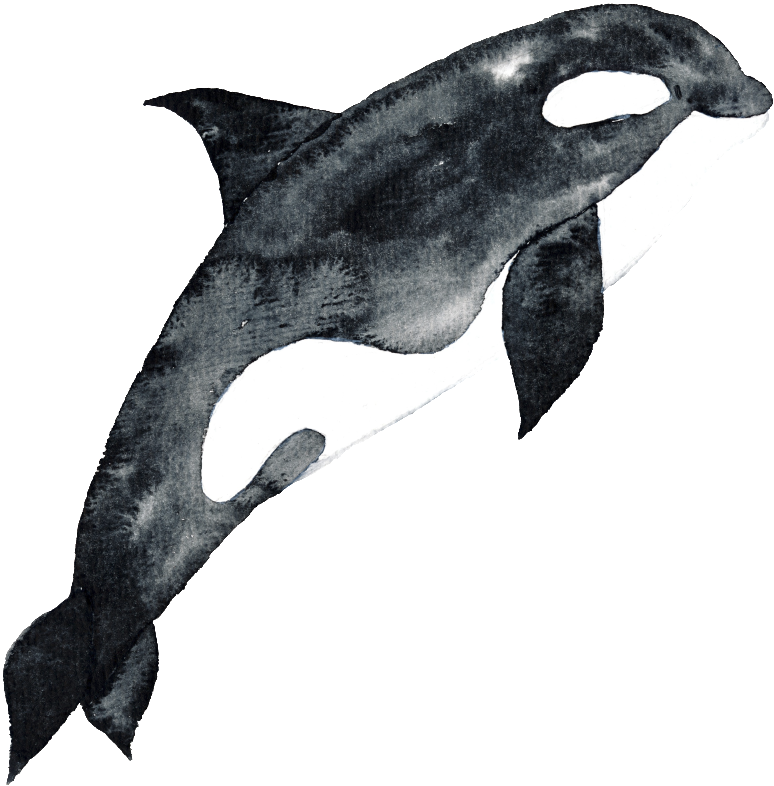 Black Hand Drawn Dolphin Cartoon Watercolor Png - Watercolor Painting (1024x1024), Png Download