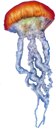 Jellyfish Freetoedit Scjellyfish - Sketch (240x526), Png Download