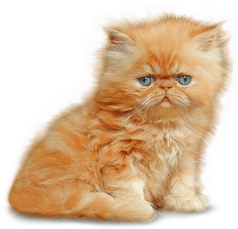 Kitten - Kitten Png (500x600), Png Download