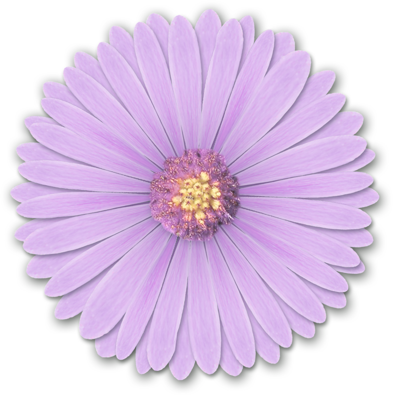 Res Light Purple - Light Purple Flower Png (1500x1500), Png Download
